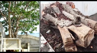 ต้นโพธิ์