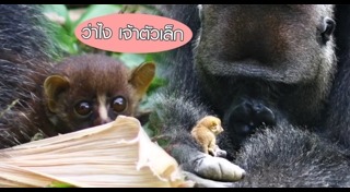 มิตรภาพต่างสายพันธุ์