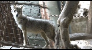 สุนัขจิ้งจอก