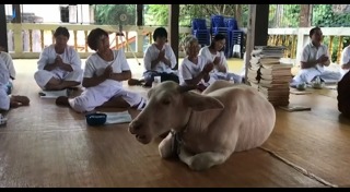 ควายเผือก