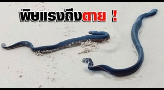 หาดป่าตอง