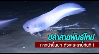 ปลาหายาก