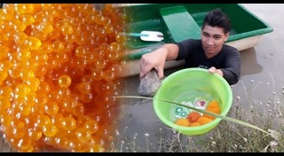 ปลาซัคเกอร์