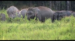 ช้างเขาใหญ่