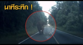 ช้างเขาใหญ่