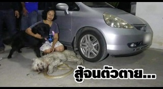 หมาช่วยคน