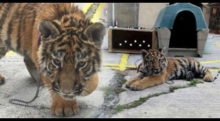 เสือโคร่งไซบีเรีย