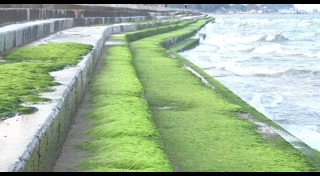 สาหร่าย