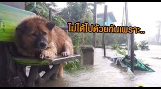 พายุปาบึก