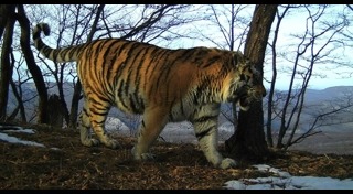เสือโคร่งไซบีเรีย