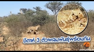 สัตว์ผสมพันธุ์