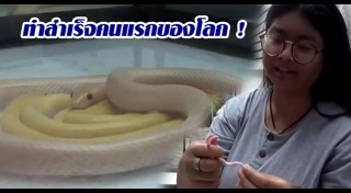 งูเผือก