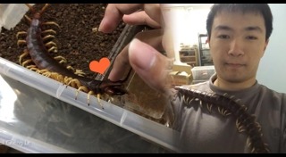 ตะขาบยักษ์