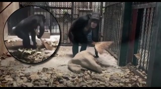 ชิมแปนซี