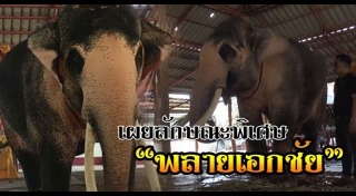 ช้างเผือก