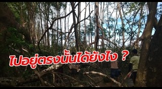 วาฬหลังค่อม