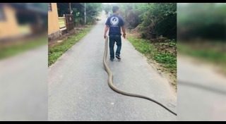 จับงูจงอาง