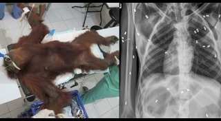 อุรังอุตัง