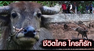 โรงฆ่าสัตว์