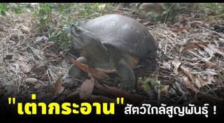 สัตว์ใกล้สูญพันธุ์