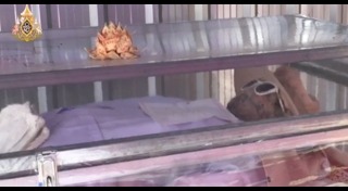 ล้างป่าช้า