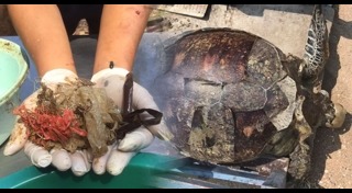 เต่าตนุ