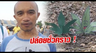 ปลูกกัญชา