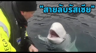 วาฬเบลูก้า