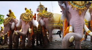 ช้างเผือก