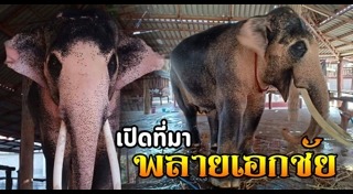 ช้างเผือก