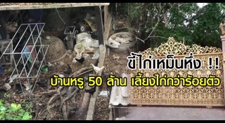 เลี้ยงไก่