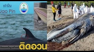 วาฬบรูด้า