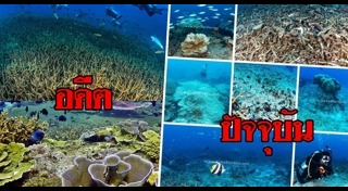 ปะการัง