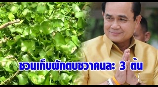 ผักตบชวา