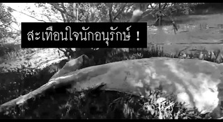 วาฬบรูด้า