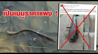 ปลาช่อนงูเห่า