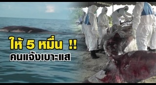 วาฬบรูด้า