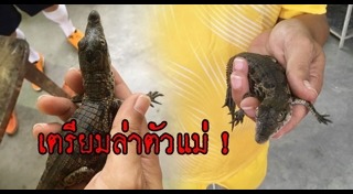 จระเข้หลุดจากฟาร์ม