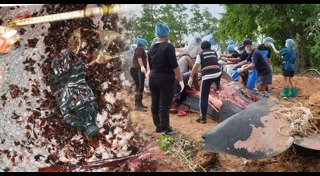 วาฬเกยตื้น