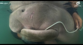 สัตว์เกยตื้น