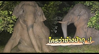 ช้างเขาใหญ่