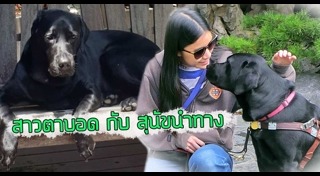 สุนัขนำทาง