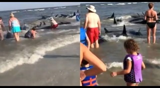 วาฬเกยตื้น