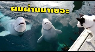 วาฬเบลูก้า