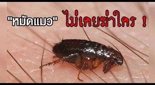 หมัดแมว