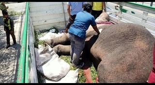 รถชนช้าง