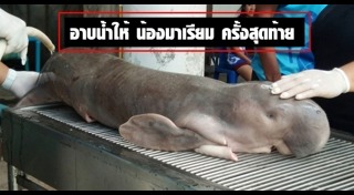 พะยูนมาเรียม