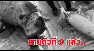 สัตว์เกยตื้น