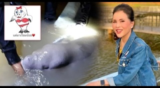 พะยูนมาเรียม