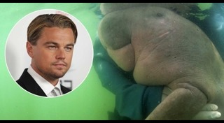 พะยูนมาเรียม